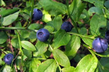 Borówka czernica (Vaccinium myrtillus)