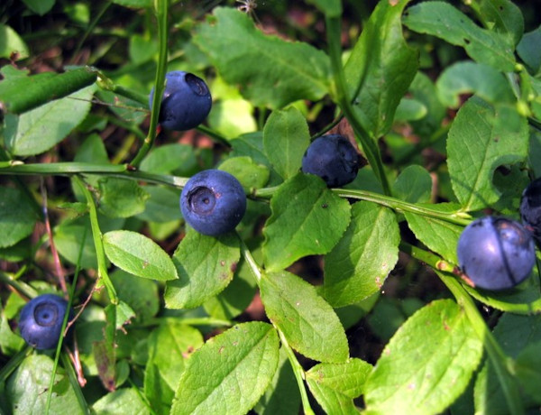 Borówka czernica (Vaccinium myrtillus)