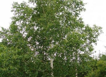 Brzoza brodawkowata (Betula pendula)