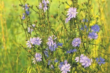 Cykoria podróżnik (Cichorium intybus)