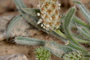 Babka jajowata (Plantago ovata)