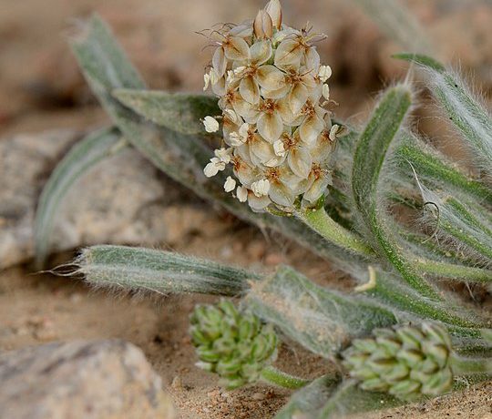 Babka jajowata (Plantago ovata)