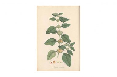 Ashwagandha (Withania somnifera)