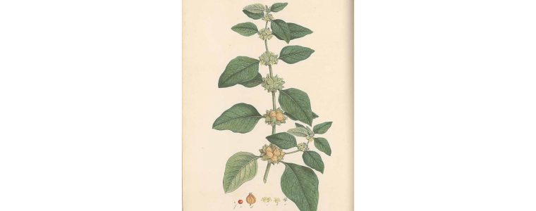 Ashwagandha syn. Witania ospała (Withania somnifera).