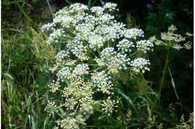 Biedrzeniec mniejszy (Pimpinella saxifraga)