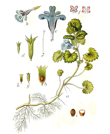 Bluszczyk kurdybanek (Glechoma hederacea)