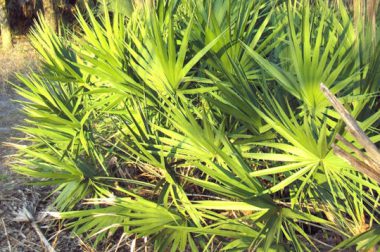 Bocznia piłkowana, Palma sabalowa (Serenoa repens)