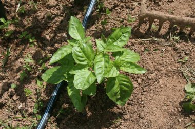 Bazylia pospolita (Ocimum basilicum)