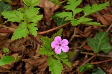 Bodziszek cuchnący (Geranium robertianum)