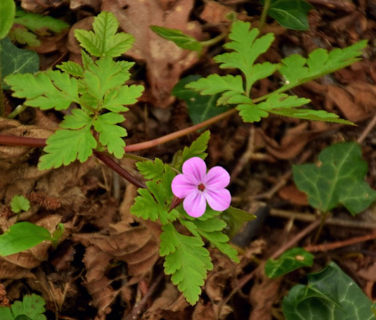 Bodziszek cuchnący (Geranium robertianum)