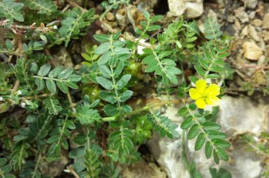 Buzdyganek naziemny (Tribulus terrestris)