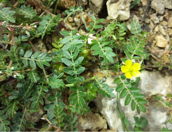 Buzdyganek naziemny (Tribulus terrestris)