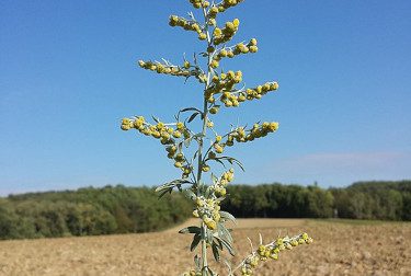 Bylica piołun (Artemisia absinthium)