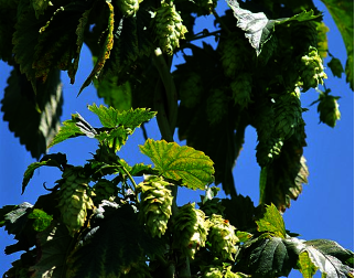 Chmiel zwyczajny (Humulus lupulus)