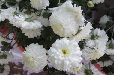 Chryzantema wielkokwiatowa (Chrysanthemum morifolium)