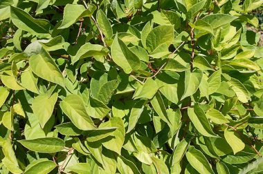 Cytryniec chiński (Schisandra chinensis)