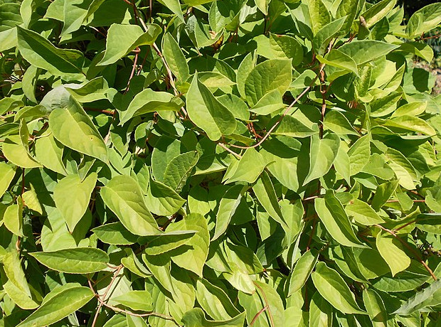 Cytryniec chiński (Schisandra chinensis)