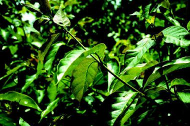 Czepota puszysta, Vilcacora (Uncaria tomentosa)