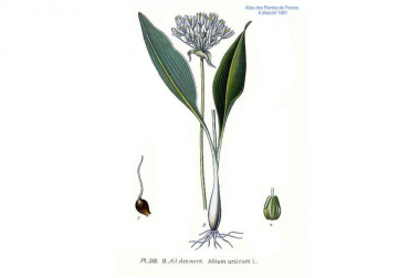 Czosnek niedźwiedzi (allium ursinum)