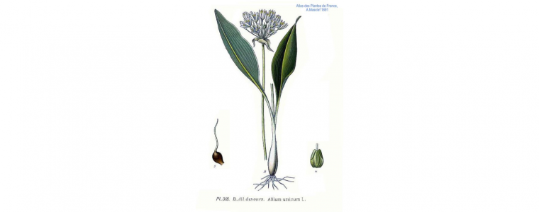 Czosnek niedźwiedzi - Allium ursinum