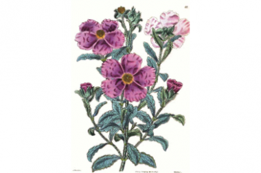 Czystek szary (Cistus incanus L.)