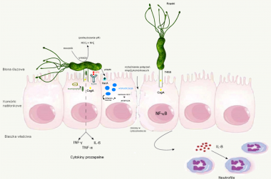 Patogeneza infekcji Helicobacter pylori i wybrane metody leczenia