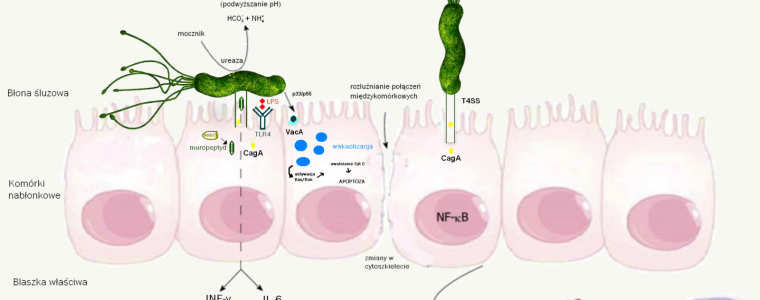 Helicobacter pylori w błonie śluzowej żołądka