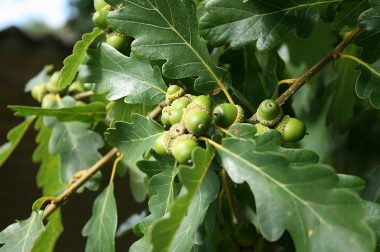 Dąb bezszypułkowy (Quercus petraea)