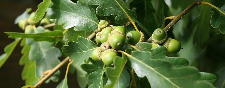 Dąb bezszypułkowy (Quercus-petraea)