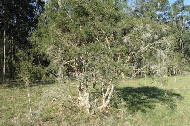 Drzewo herbaciane (Melaleuca alternifolia)