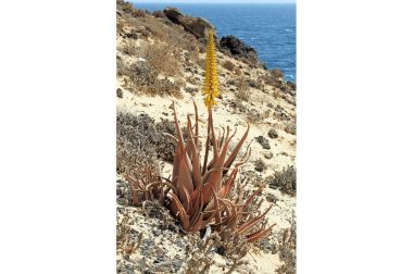 Aloes zwyczajny (Aloe vera)