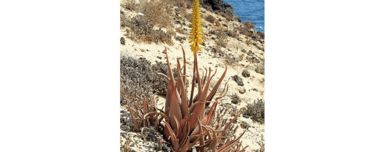 ALOES ZWYCZAJNY (ALOE VERA)