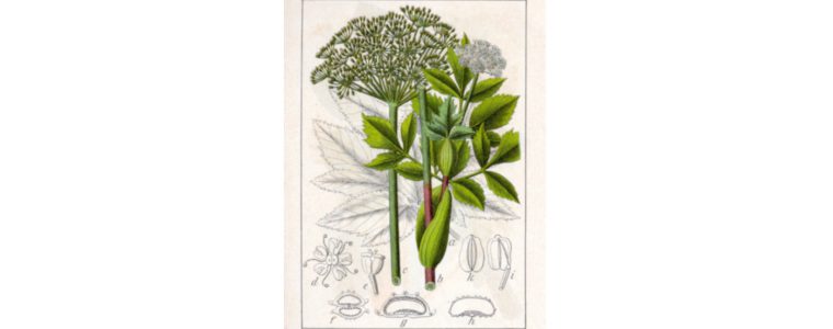 Arcydzięgiel litwor (Angelica archangelica