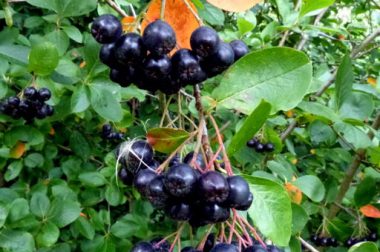 Aronia czarnoowocowa (Aronia melanocarpa)