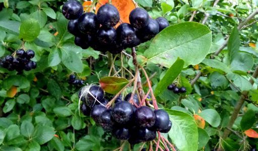 Aronia czarnoowocowa (Aronia melanocarpa)