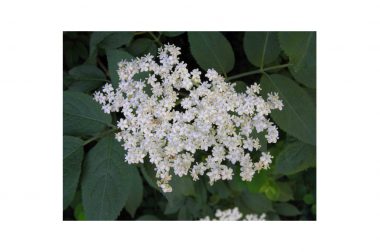 Bez czarny (Sambucus nigra)