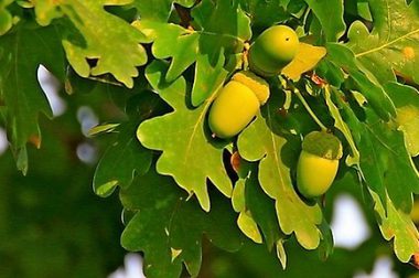 Dąb szypułkowy (Quercus robur)