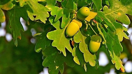 Dąb szypułkowy (Quercus robur)