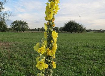 Dziewanna drobnokwiatowa (Verbascum thapsus)