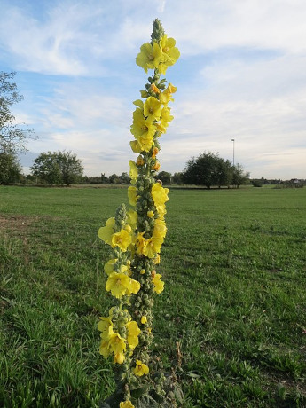 Dziewanna drobnokwiatowa (Verbascum thapsus)