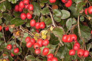 Głóg dwuszyjkowy (Crataegus laevigata)