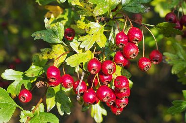 Głóg jednoszyjkowy (Crataegus monogyna)