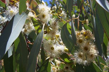 Eukaliptus gałkowy (Eucalyptus globulus)