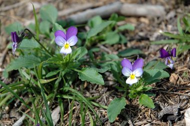 Fiołek trójbarwny, Bratek polny (Viola tricolor)