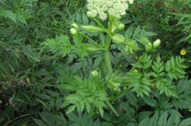 Dzięgiel chiński (Angelica sinensis)