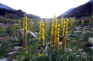 Dziewanna wielkokwiatowa (Verbascum densiflorum)