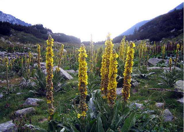 Dziewanna wielkokwiatowa (Verbascum densiflorum)