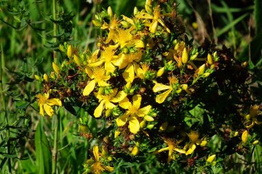 Dziurawiec zwyczajny (Hypericum perforatum)