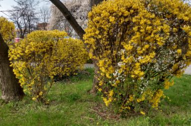 Forsycja zwisła (Forsythia suspensa)