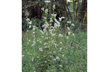 Gryka siewna (Fagopyrum esculentum)